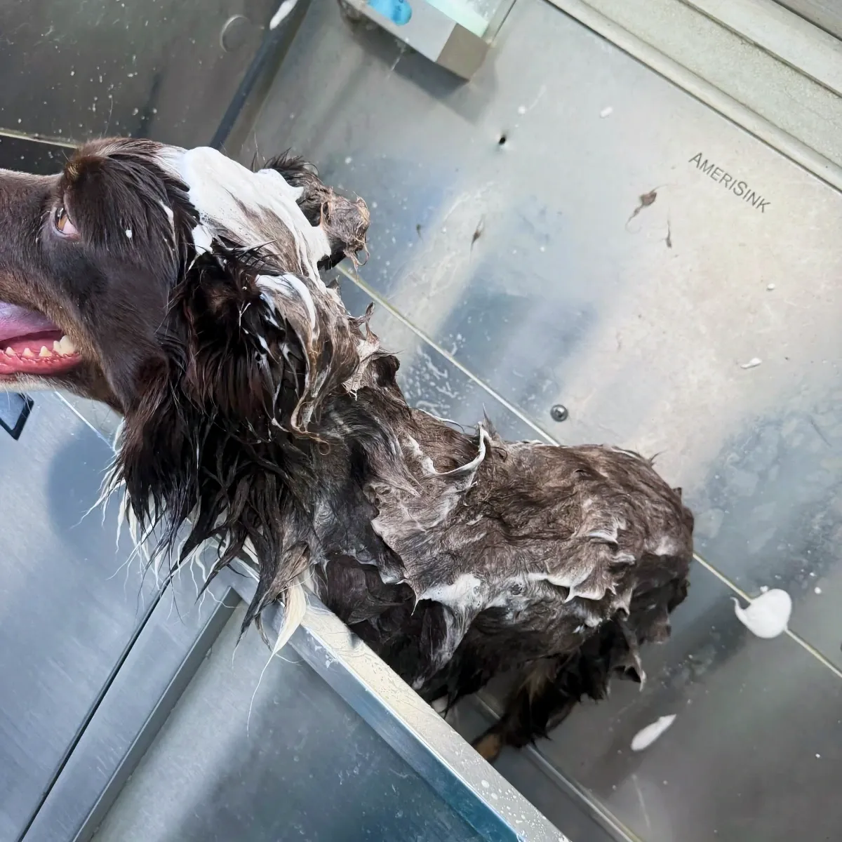 Dog after a Premium Bath & Coat Brush