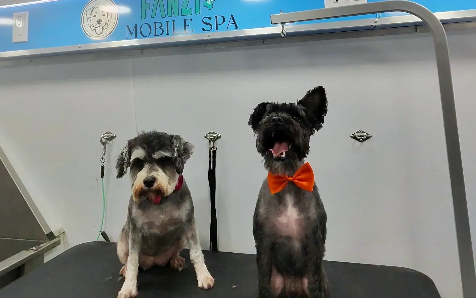 Dog after a Full Groom & Breed Cut