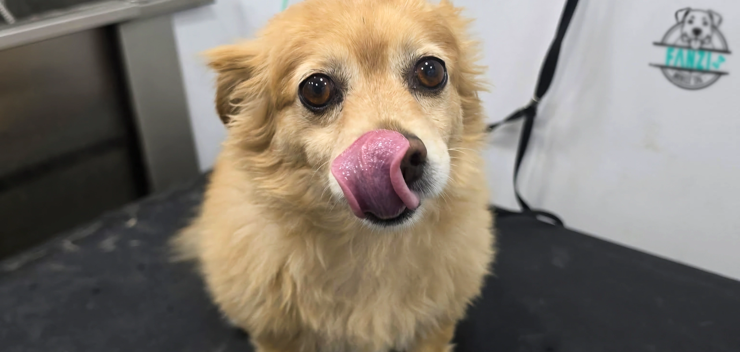 dog_header