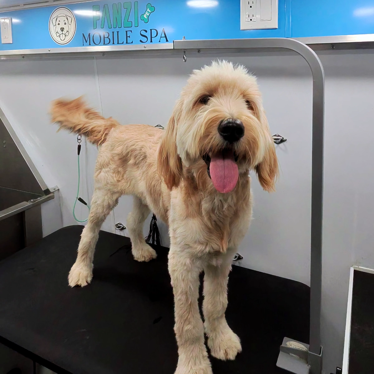 groomed_dog_2